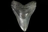 Monster, Fossil Megalodon Tooth - Georgia #82678-1